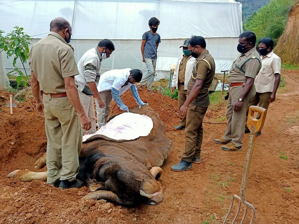 காட்டு மாடு