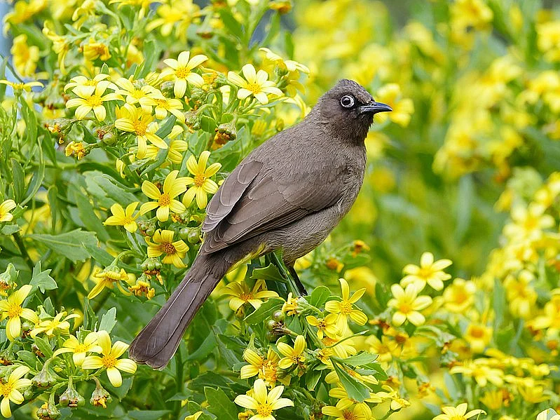 cape bulbul