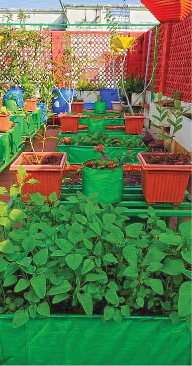 மாடித்தோட்ட மகசூல்... மனசுக்கு சந்தோஷம், உடலுக்கு ஆரோக்கியம்!