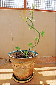 பிரண்டை