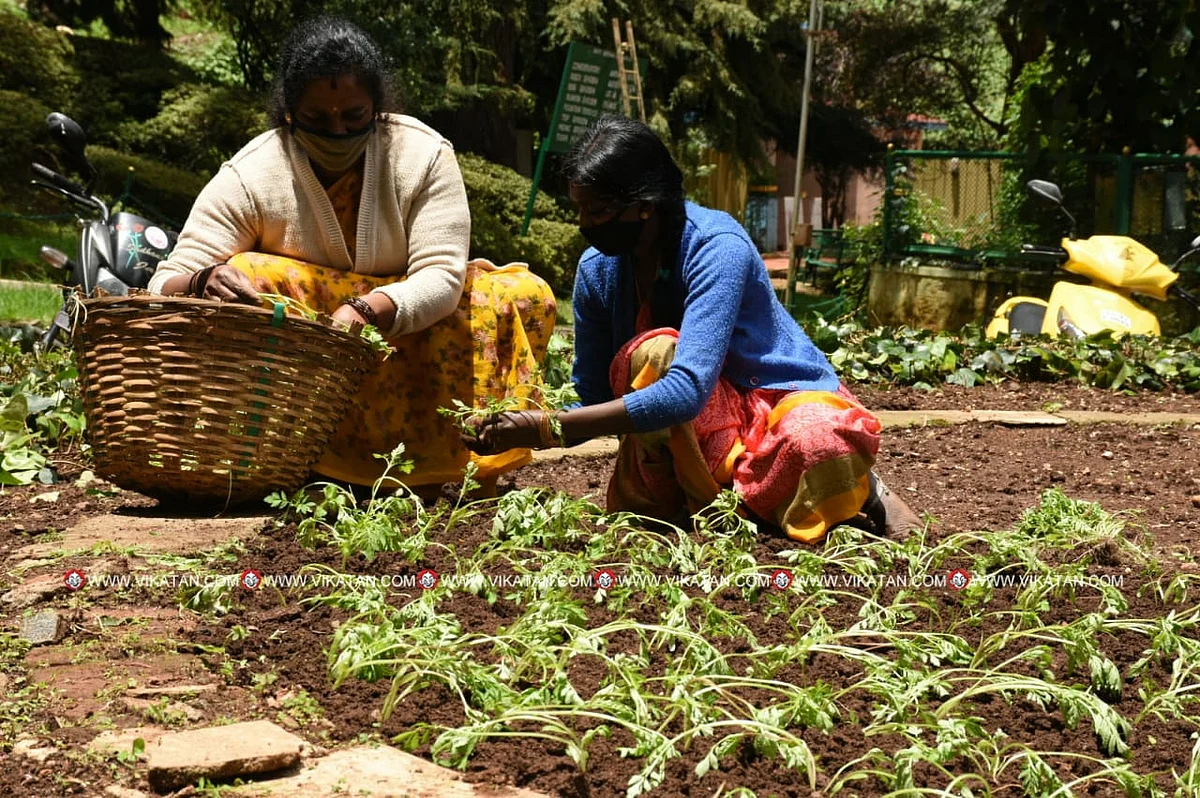 மலர் நாற்றுகள் நடவு