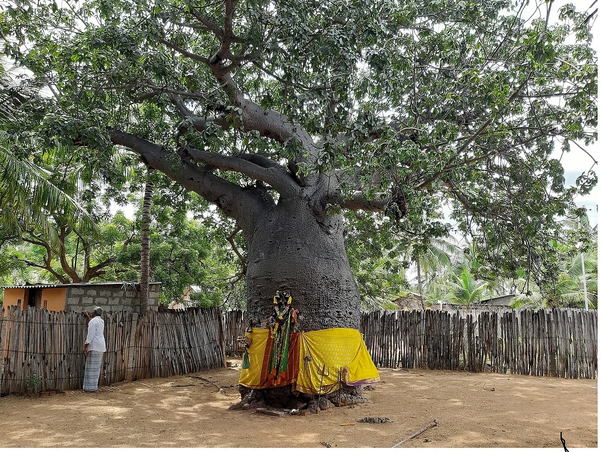 பொந்தன்புளி மரம்