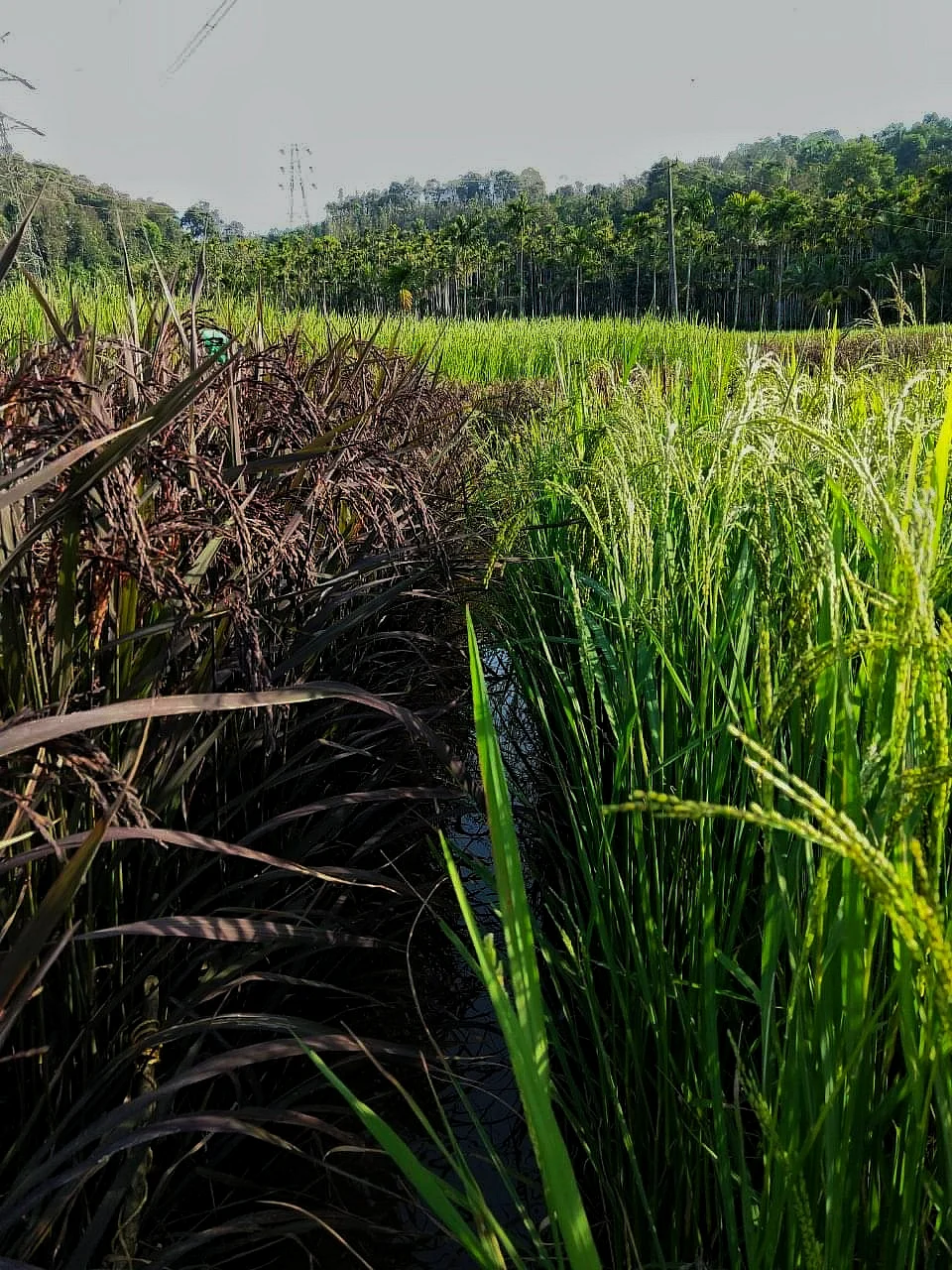 சூரஜின் நெல் வயல்