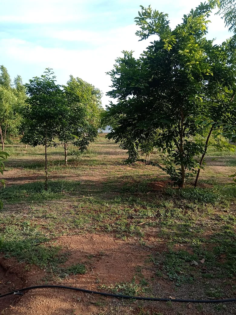 வனத்துக்குள் அருப்புக்கோட்டை நட்ட மரங்கள்
