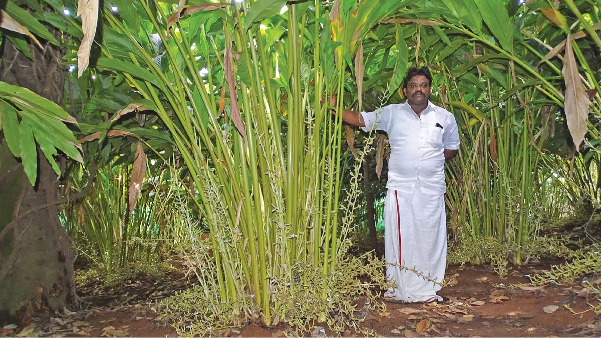 ஏலக்காய்த்தோட்டத்தில் இளையராஜா