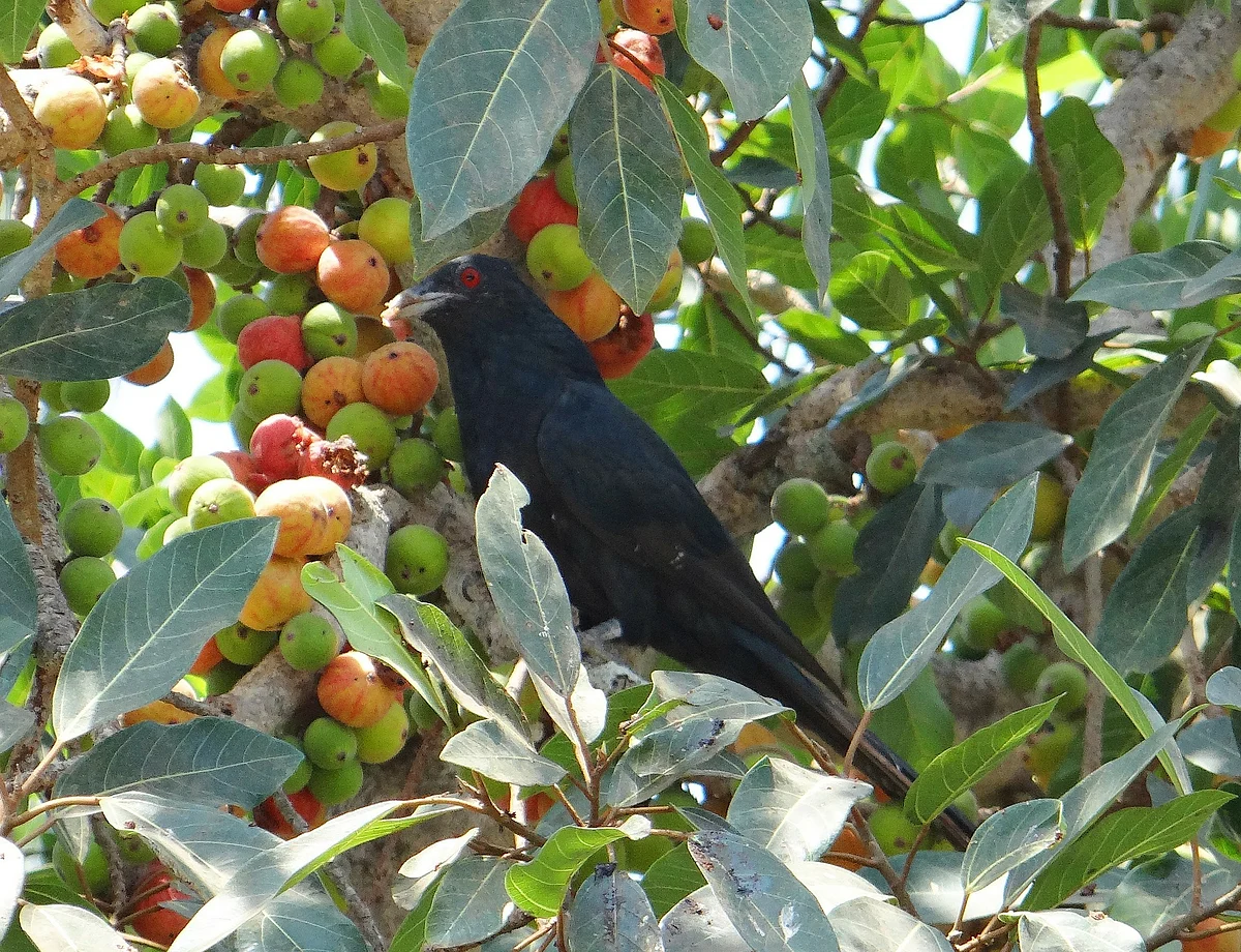 ஆசியக் குயில் (ஆண்)