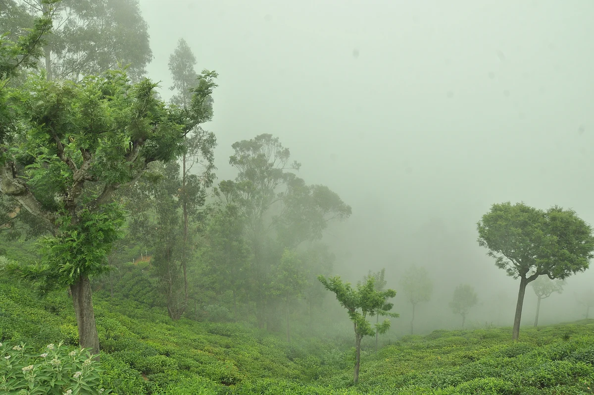 coonoor