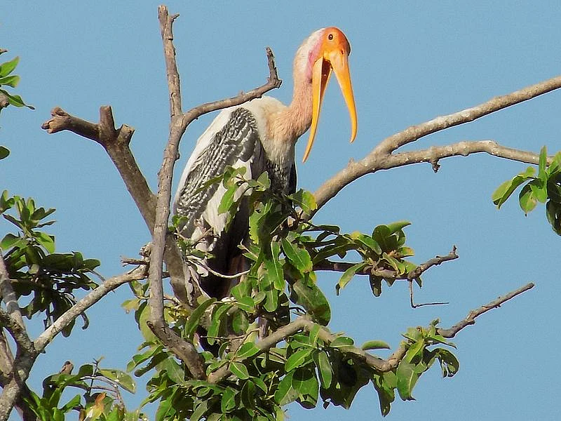 மஞ்சள் மூக்கு நாரை