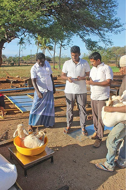 ஆடுகளை எடைபோடுதல்