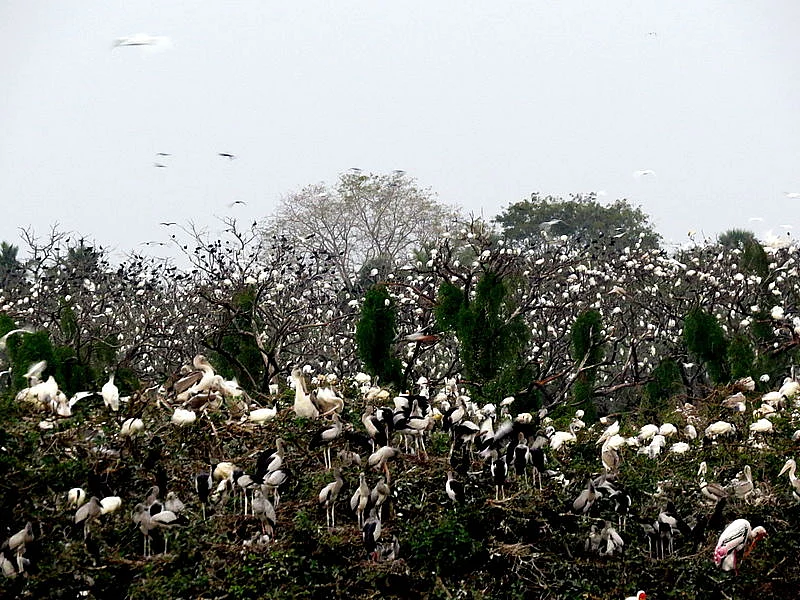 பறவைகள் சரணாலயம்