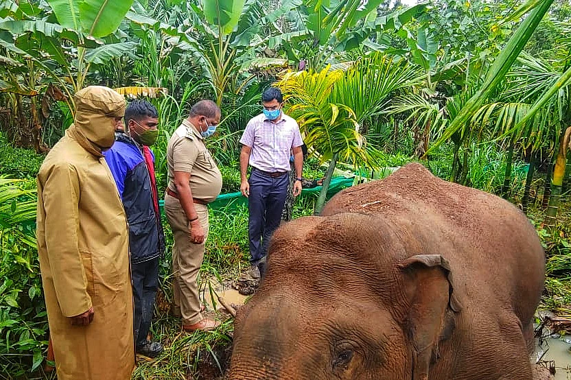 elephant death
