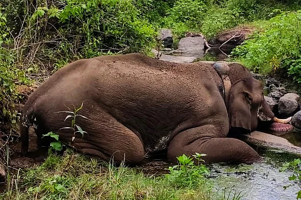 elephant death