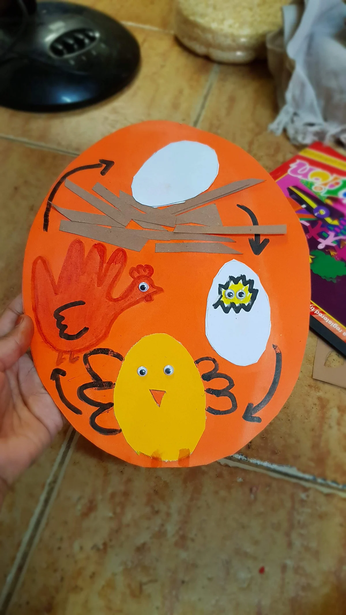 Chicken Life Cycle
