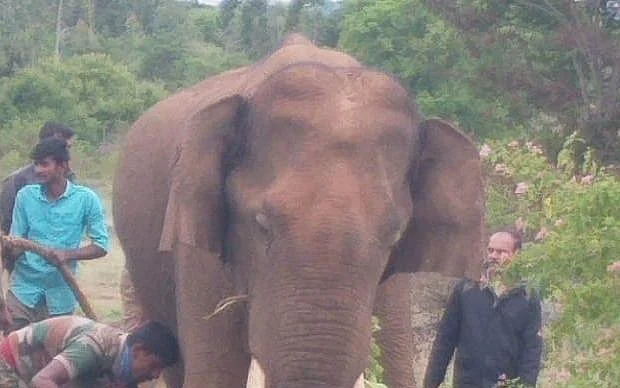 யானை