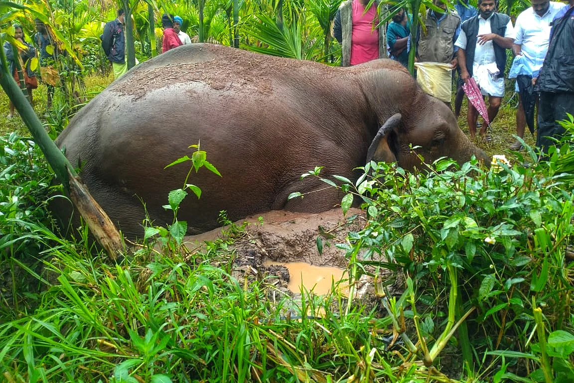 elephant death