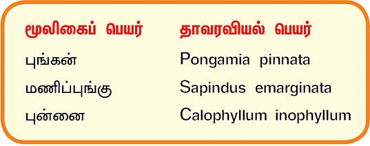 நல்மருந்து 2.0 - புண்களை ஆற்றும் புங்கன்! வாத நோய்க்குப் புன்னை!