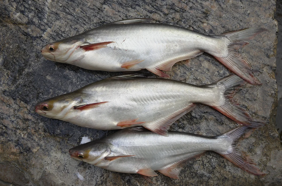 Fish