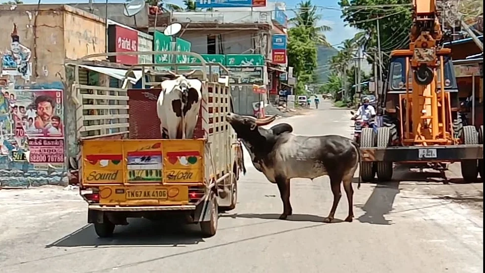வண்டியை மறித்த கோயில் காளை