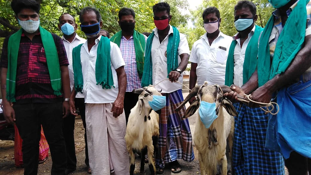 ஆடுகளுடன் வியாபாரிகள்