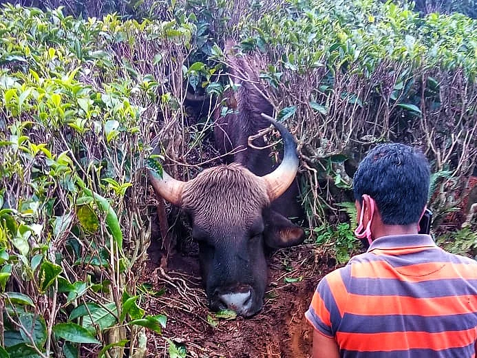 ஒரே நாளில் உயிரிழந்த 3 காட்டுமாடுகள்; மூடிமறைக்கும் வனத்துறை?! - நீலகிரி சர்ச்சை