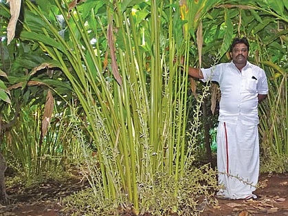 2 ஏக்கர் ரூ. 6 லட்சம்! - மணக்கும் வருமானம் கொடுக்கும் ஏலக்காய்!
