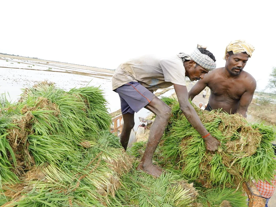 தஞ்சை: 8 ஆண்டுகளுக்குப் பிறகு 2 போக சாகுபடி! - தண்ணீர் திறப்பால் நெகிழும் விவசாயிகள்