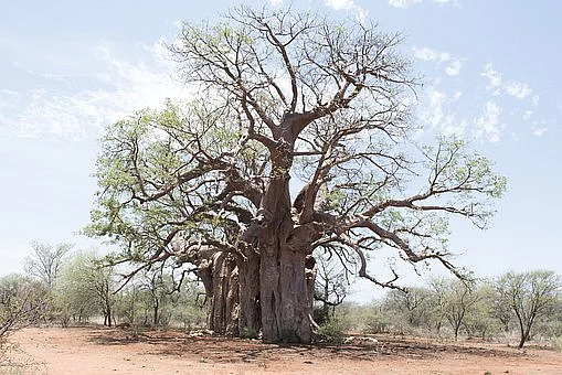 பவோபாப்