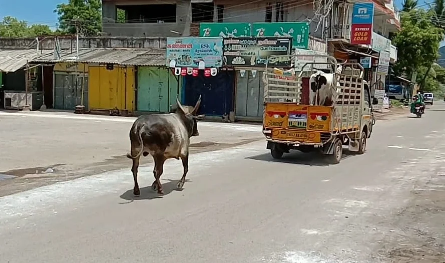 வண்டியின் பின்னால் ஓடிவரும் காளை