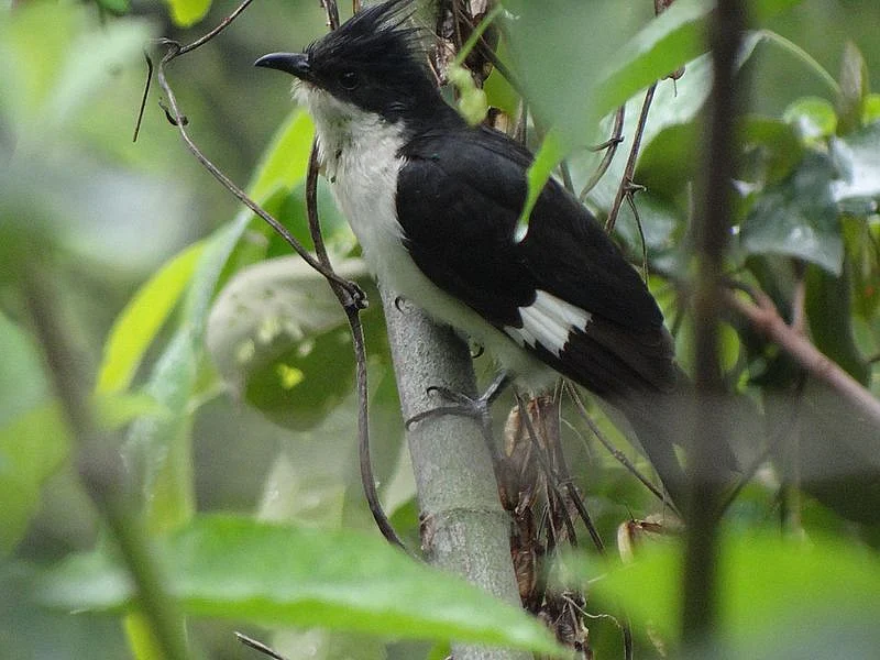 சுடலைக் குயில் (pied cuckoo)