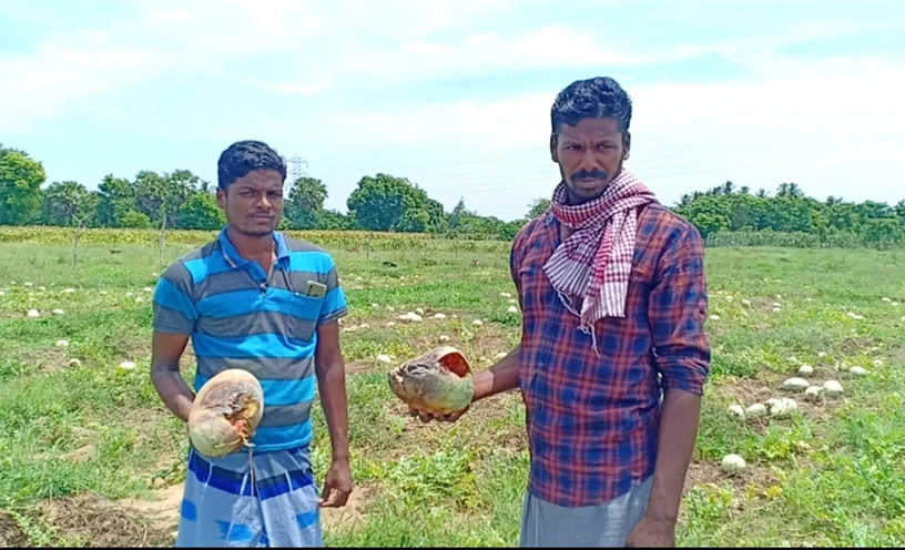 தர்பூசணி