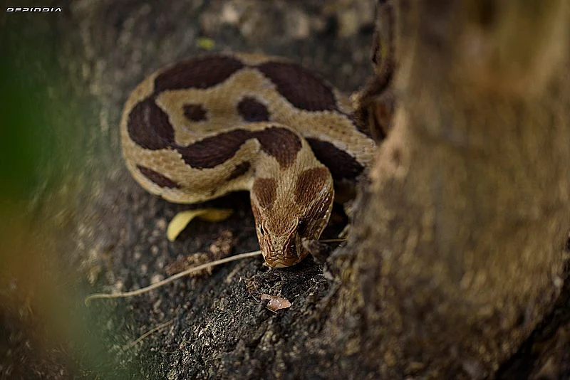 கண்ணாடி விரியன் (Russell's viper), வீரியமிக்க நஞ்சுள்ள பாம்பு வகை