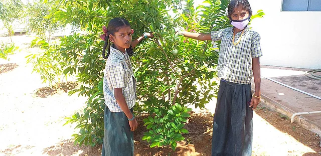 சீதா மரத்துக்கு முன்பு மாணவிகள்