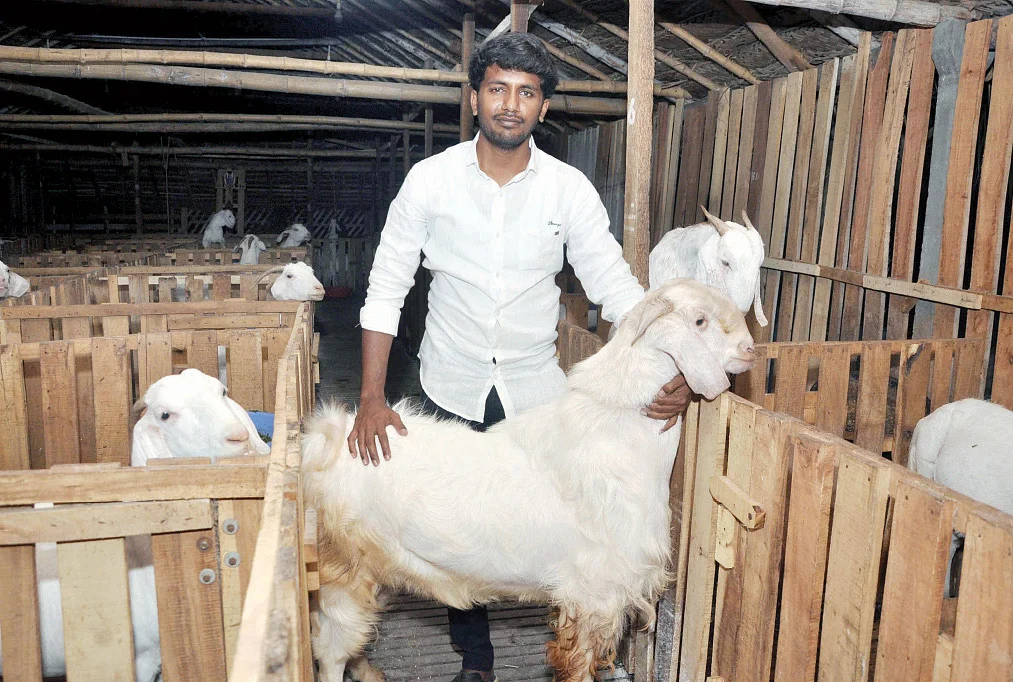 லாபத்தில் ஆட்டுப் பண்ணை
பிசினஸ்..! - ஆச்சர்யப்படுத்தும் எம்.பி.ஏ பட்டதாரி!