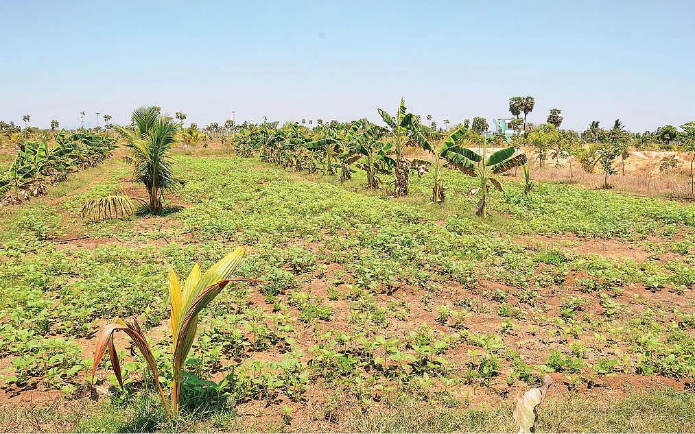 நிலக்கடலைச் சாகுபடி