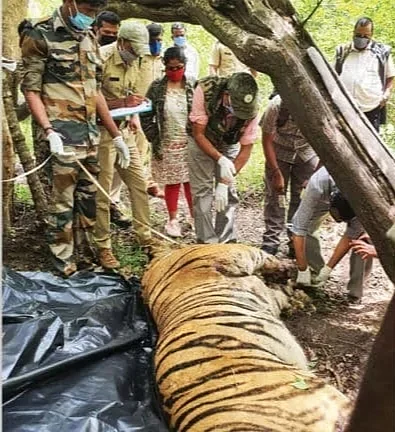 tiger found dead