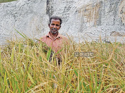 பாறையிலும் நெல் விளையும்! கழனியாக மாறிய கல்குவாரி!