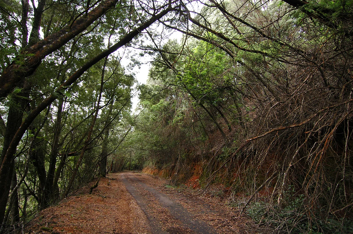 coonoor