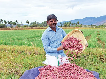 ஏக்கருக்கு ரூ.1,21,000... சிறப்பான வருமானம் தரும் சின்ன வெங்காயம்!