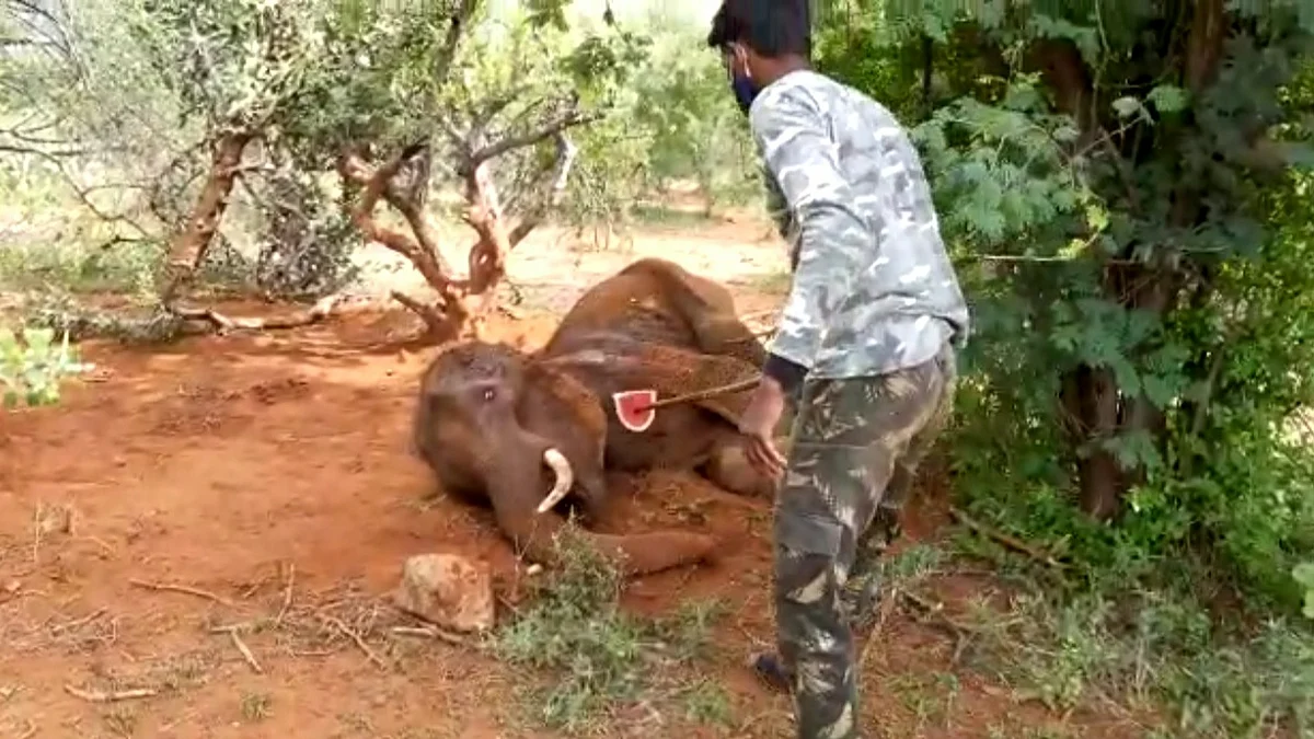 யானை