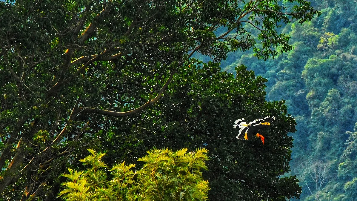 Great Indian Hornbill