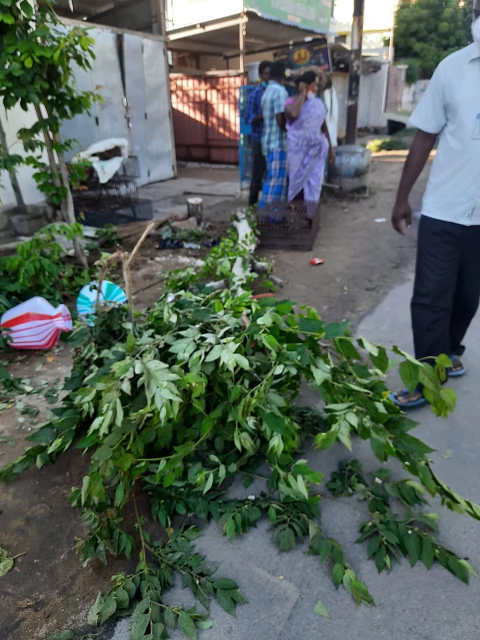 வெட்டப்பட்ட பழமரம்