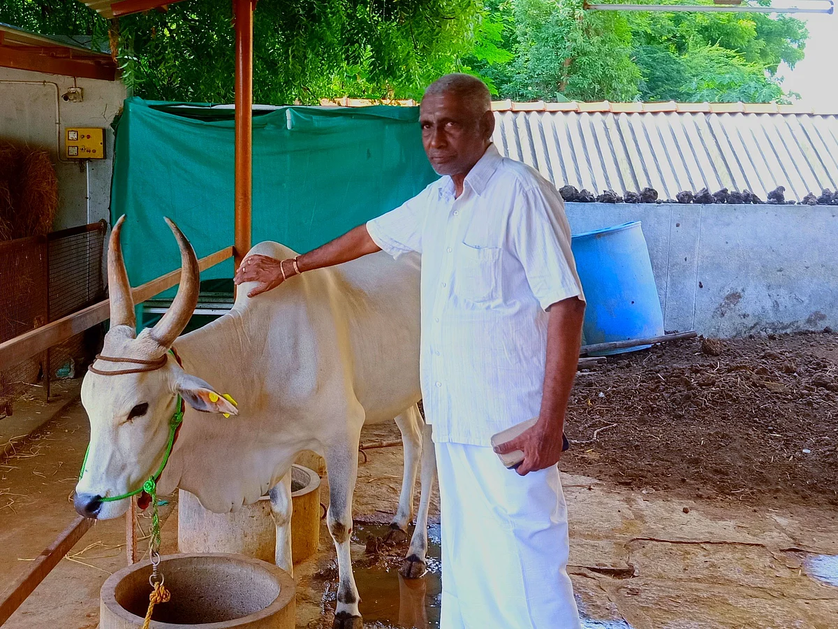 ஒரு கிலோ விபூதி ₹500... நாட்டு மாடுகள் வளர்ப்பில் முதியவரின் அசத்தலான பிசினஸ்!