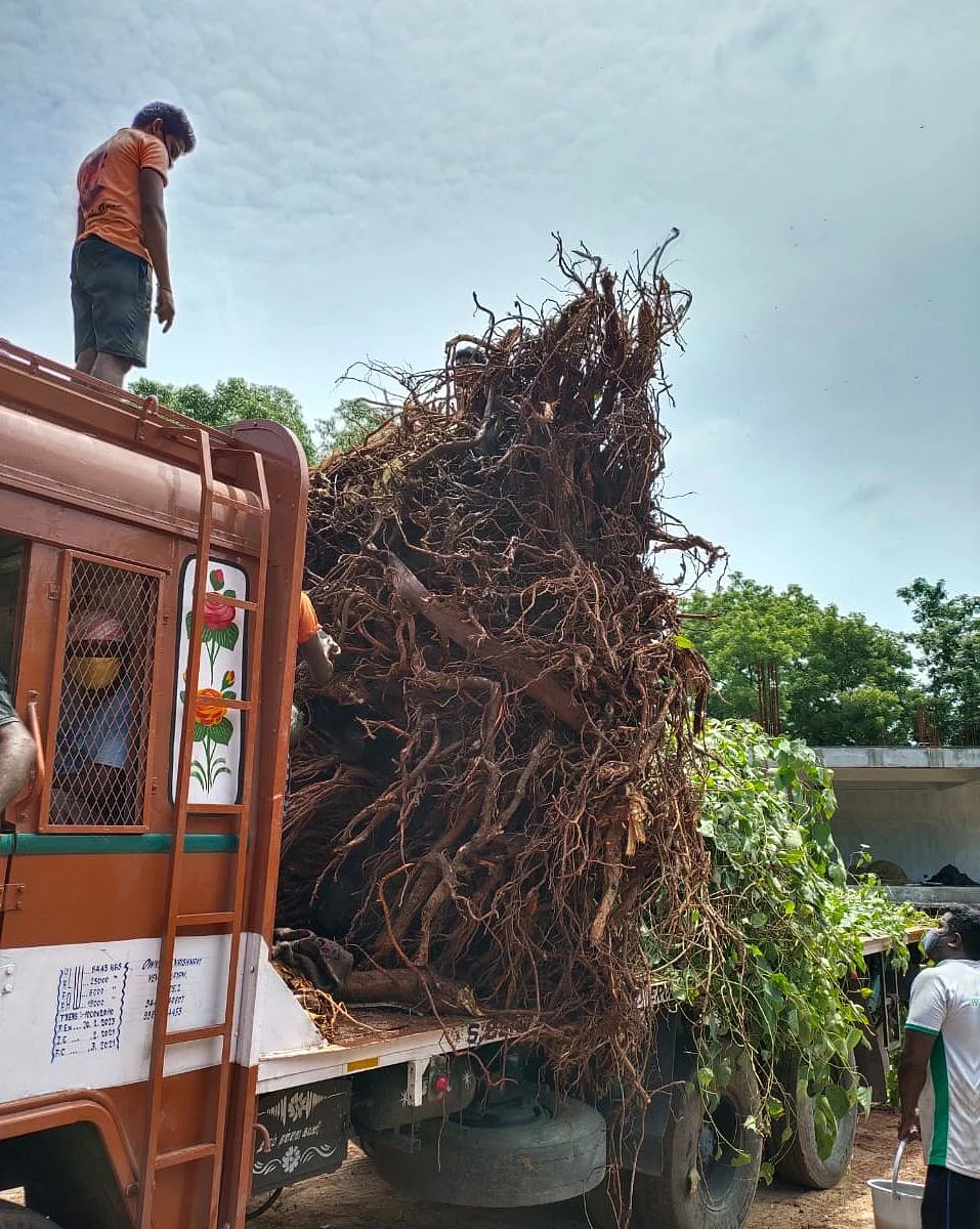 வேரோடு எடுத்துச் செல்லப்பட்ட மரம்