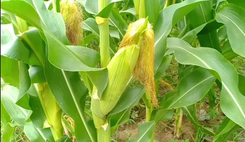 சோளம்