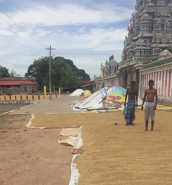 வீதிகளில் கிடந்த நெல்