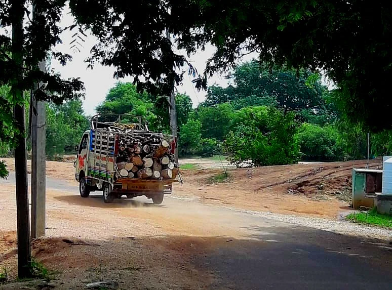கொண்டு செல்லப்படும் மரங்கள்