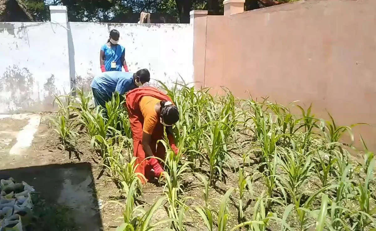 காய்கறி தோட்டமானது