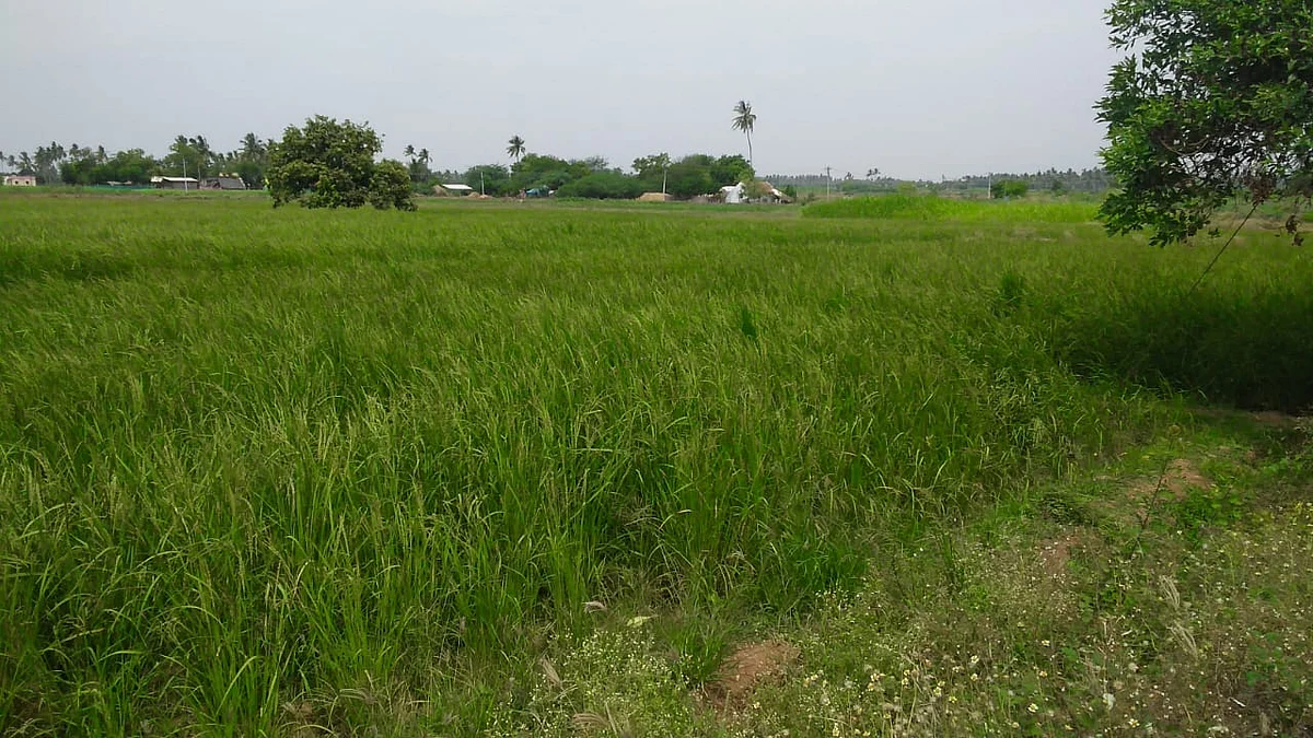 பூங்கார் நெல் சாகுபடி