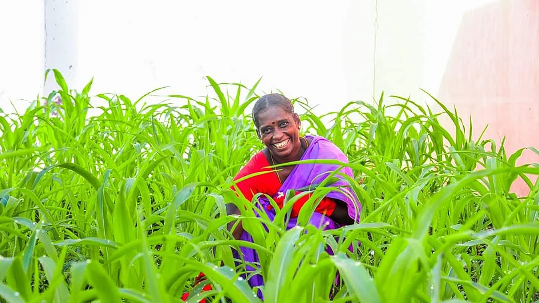 காய்கறித் தோட்டமானது
