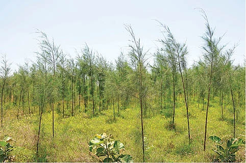 சவுக்கு